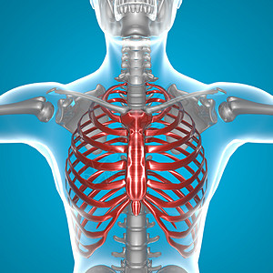 X射线胸部图片