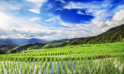 郁葱的绿色稻田和蓝天在亚洲图片