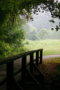 一条小木桥从黑暗的树林中走出来通图片