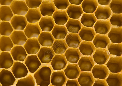 蜂蜜梳图片