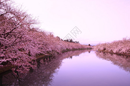 日本青森弘前城的护城河和樱花图片