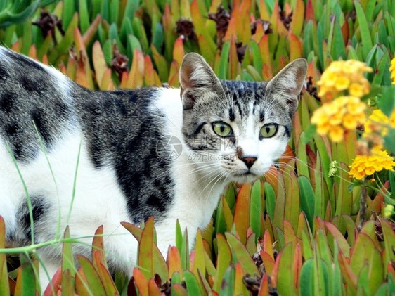 鲜花中的猫图片