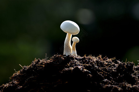 晨光中的白蘑菇背景图片