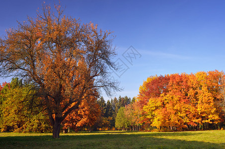 公园中美丽的秋天风景秋季森图片