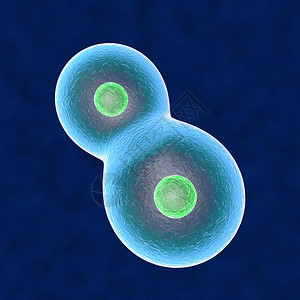 核心细胞复制人体图片