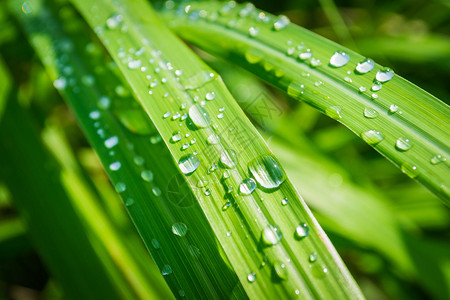 早上在lamongrass上滴水图片