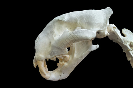 老虎头手绘图片