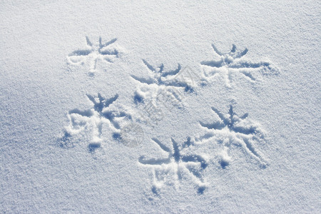 雪花写在新鲜的雪地上图片