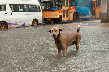 站在雨水淹中交通堵塞背景图片