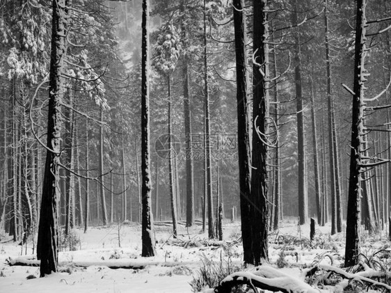 Yosemite公园暴雪期间的图片