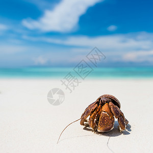 寄居蟹在沙滩图片