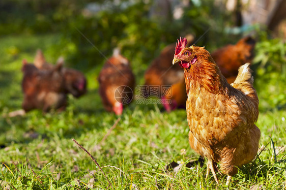 草地上吃草的鸡群图片
