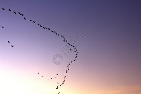 黄昏日落时鸟儿的形成在黄昏月光背景图片