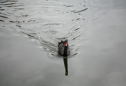 利兹运河西约克郡的一只黑天鹅图片