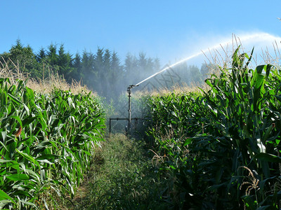 在玉米地里喷水的喷雾器图片