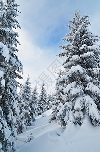 山林中的冬季景观冷杉上的新雪图片