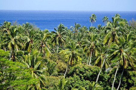 拉罗通加库克群岛日落时椰子棕图片