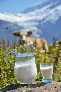 奶汁抗牛群瑞士丛林地图片