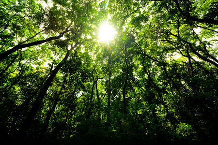 清晨的绿色森林图片