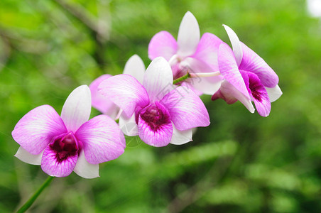 花园里的紫色鲜兰花图片