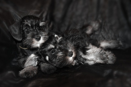 黑色背景上的两只雪纳瑞小狗图片