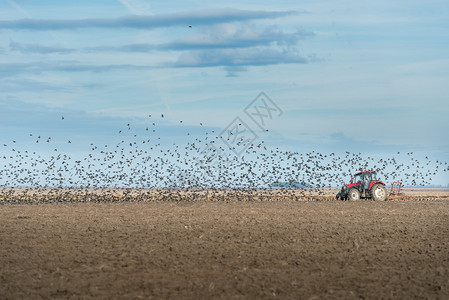 椋鸟群飞过农田图片