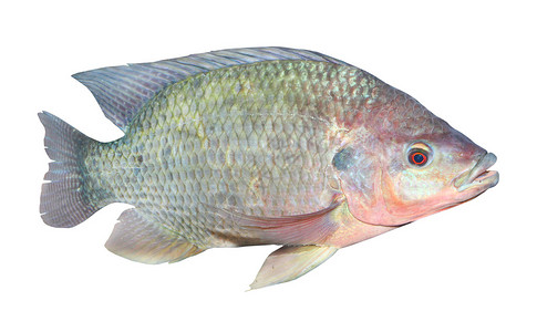 白上孤立的蒂拉皮亚鱼Oreochromismossambicus是十分重背景图片