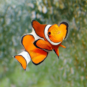 热带珊瑚礁鱼类鳕鱼Amphiprionocel图片