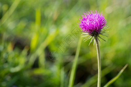 单紫色高山的花朵绿图片