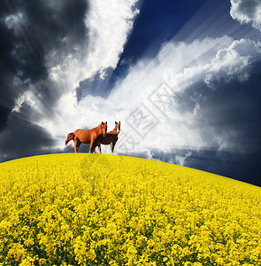 两匹美丽的马在黄色的田野里吃草图片