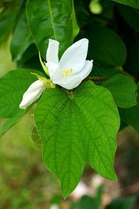 白雪兰花树Bauhiinaacumina背景图片