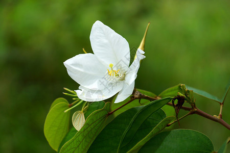 白雪兰花树Bauhiinaacumina背景图片