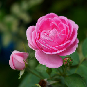 用于提取基本油的粉红玫瑰RosaDama图片