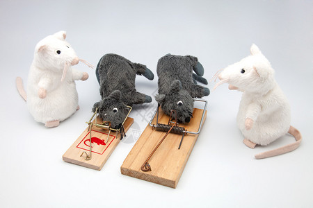 四只小鼠和图片