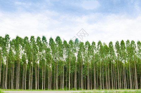 泰国的Eucalyptus森背景图片