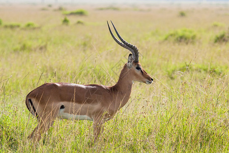 肯尼亚MassaiMaraSavannah的Impala照片图片