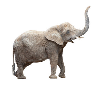 非洲大象LoxodontaAfricana图片