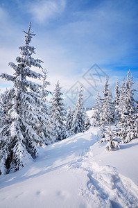 在云杉林的雪地上有一条小径的冬季景观图片
