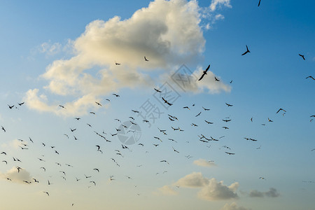 白云上天空中的鸟族图片