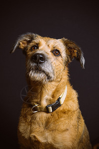 黑色背景上的混合品种狗肖像图片