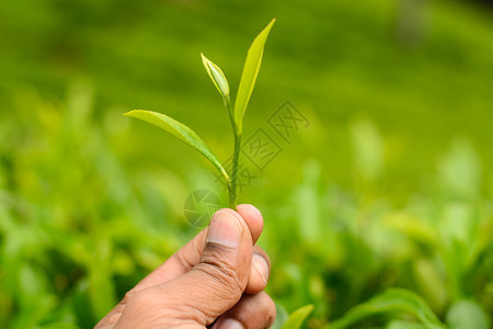 拿着一片绿茶叶子的手图片