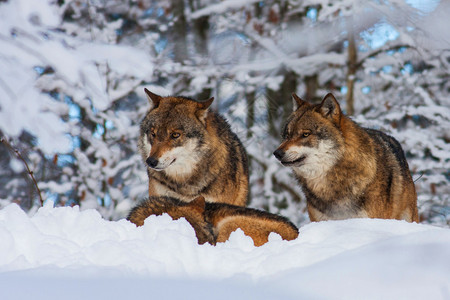 冬天森林里的狼图片