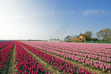 五颜六色的春天郁金香田在荷兰图片