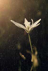 雨中的花朵图片