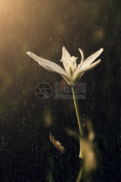 雨中的花朵图片