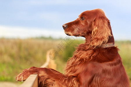 红黑食狗犬背景图片