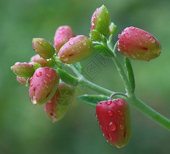 草药Kalanchoe花图片