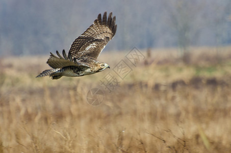 红尾鹰在沼泽上狩猎图片