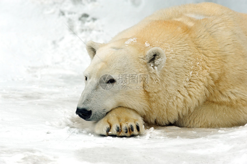 北方冬天的北极熊图片