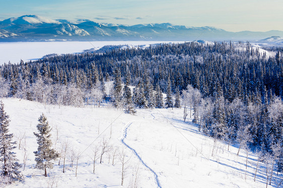 白马以北加拿大育空地区的北方森林泰加冬季荒野景观中的雪丘小径图片